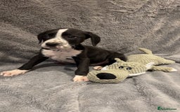 Mixed Breed dogs for sale: Dalmatianxboxer puppies  - Image 24
