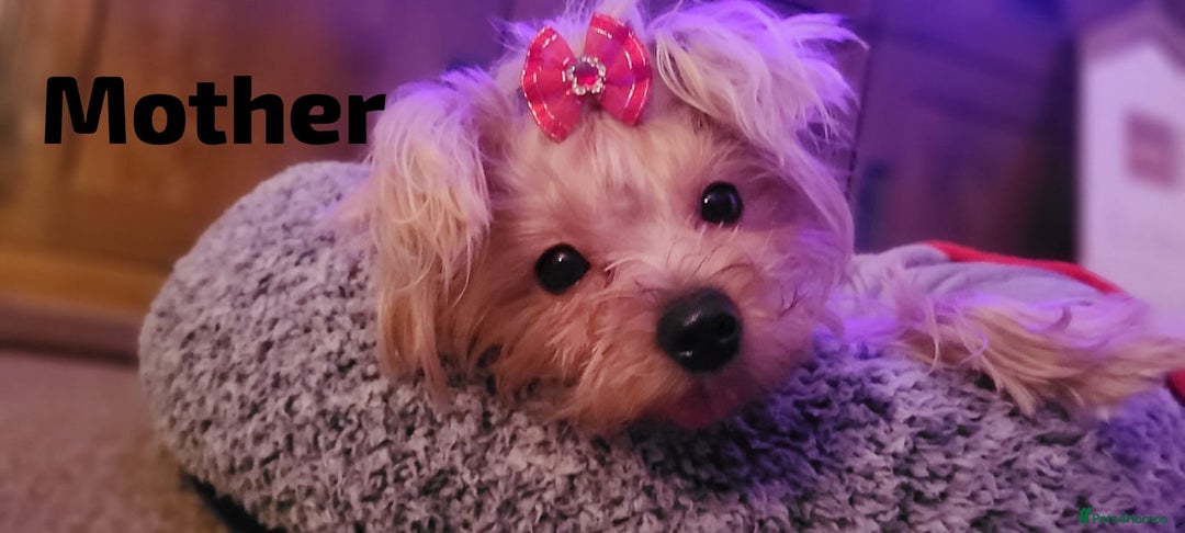 Yorkshire Terrier dogs for sale: 6 beautiful yorkie puppies - Image 18
