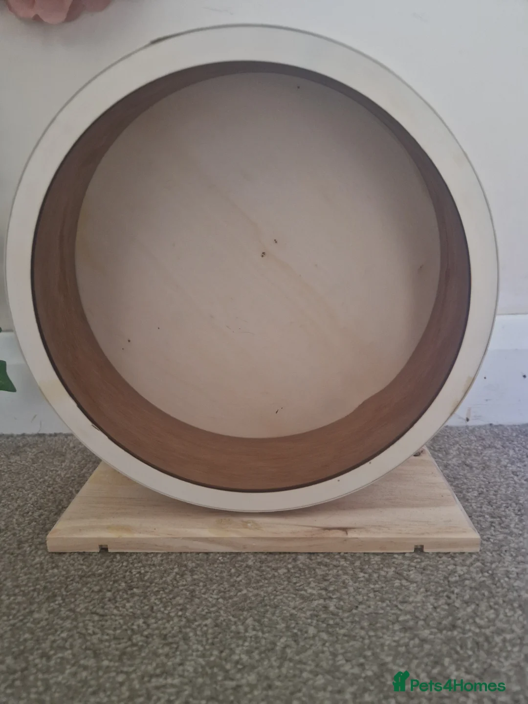 Hamster rodents for sale: Hamster items for sale - Advert 4