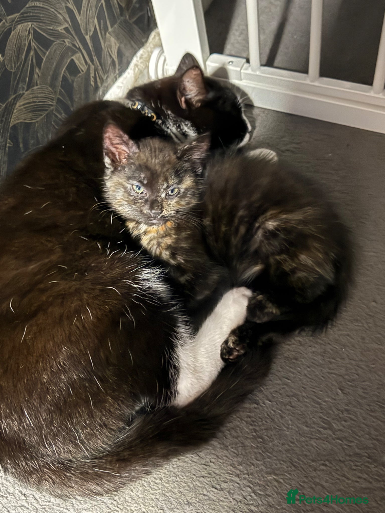 Mixed Breed cats 2 kittens for rehome  - Advert 2
