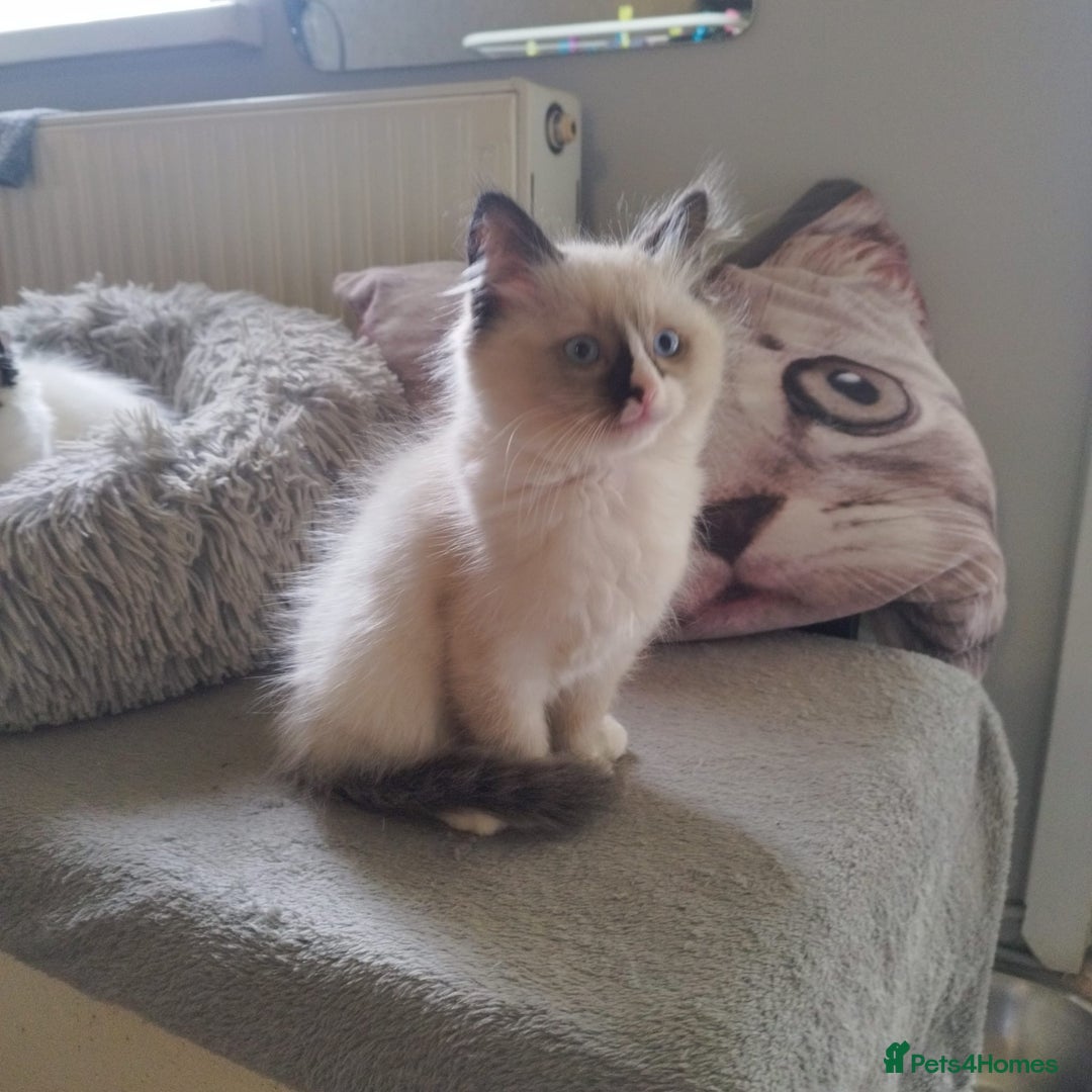 Ragdoll cats for sale: 5 ADORABLE RAGDOLL X KITTENS FOR SALE - Image 30