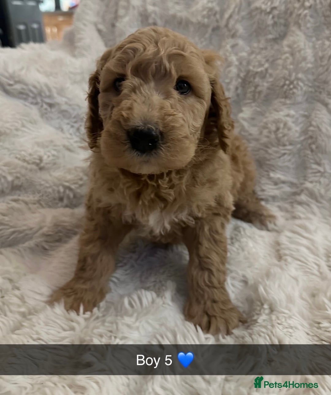 Goldendoodle dogs for sale: Beautiful golden doodles  - Advert 3