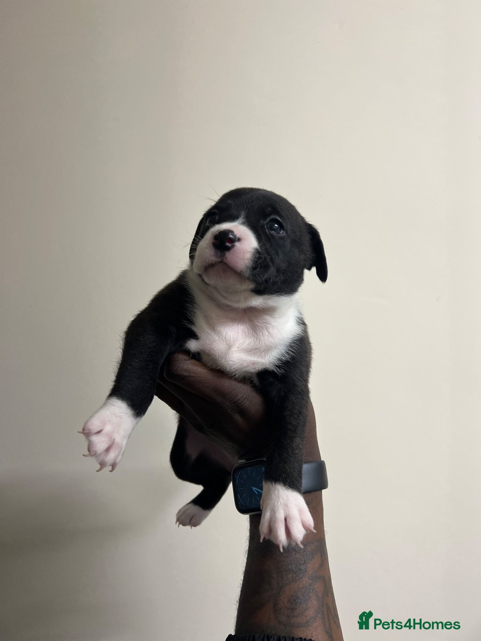 Staffordshire Bull Terrier dogs for sale: Beautiful Staffordshire Bull Terrier Mix Puppies in Manchester - Advert 3