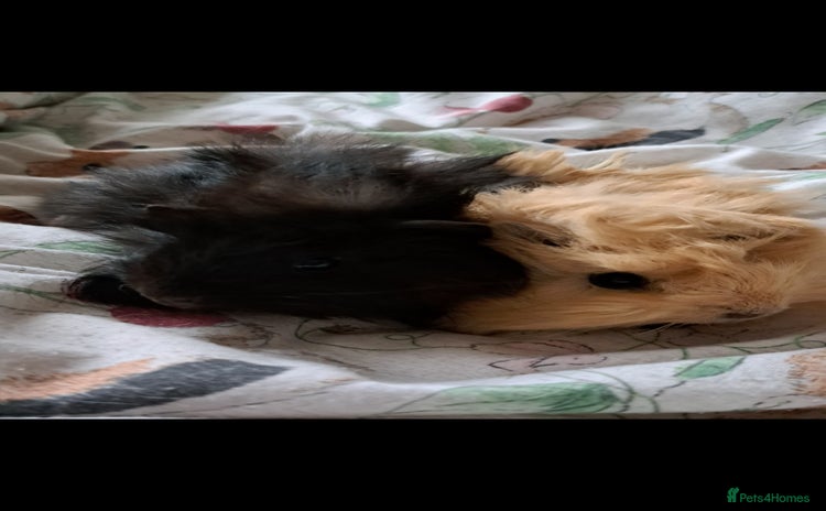 Guinea Pig rodents - Advert 1