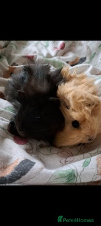 Guinea Pig rodents - Advert 12