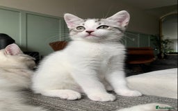 Maine Coon cats for sale: Silver spotted tabby & white girl kitten  - Image 2
