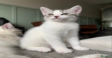 Maine Coon cats - Advert 3