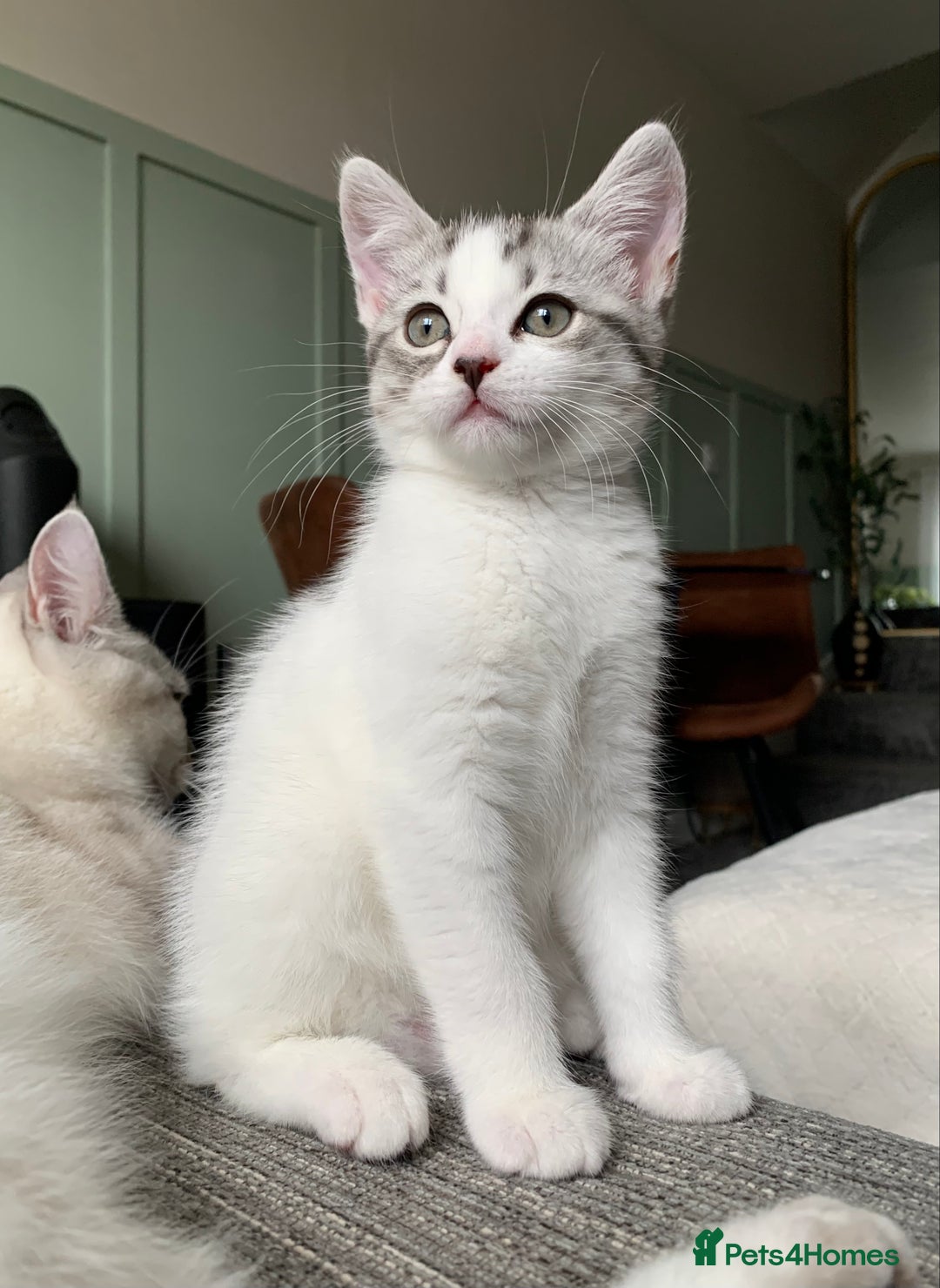 Maine Coon cats for sale: Silver spotted tabby & white girl kitten  - Image 2