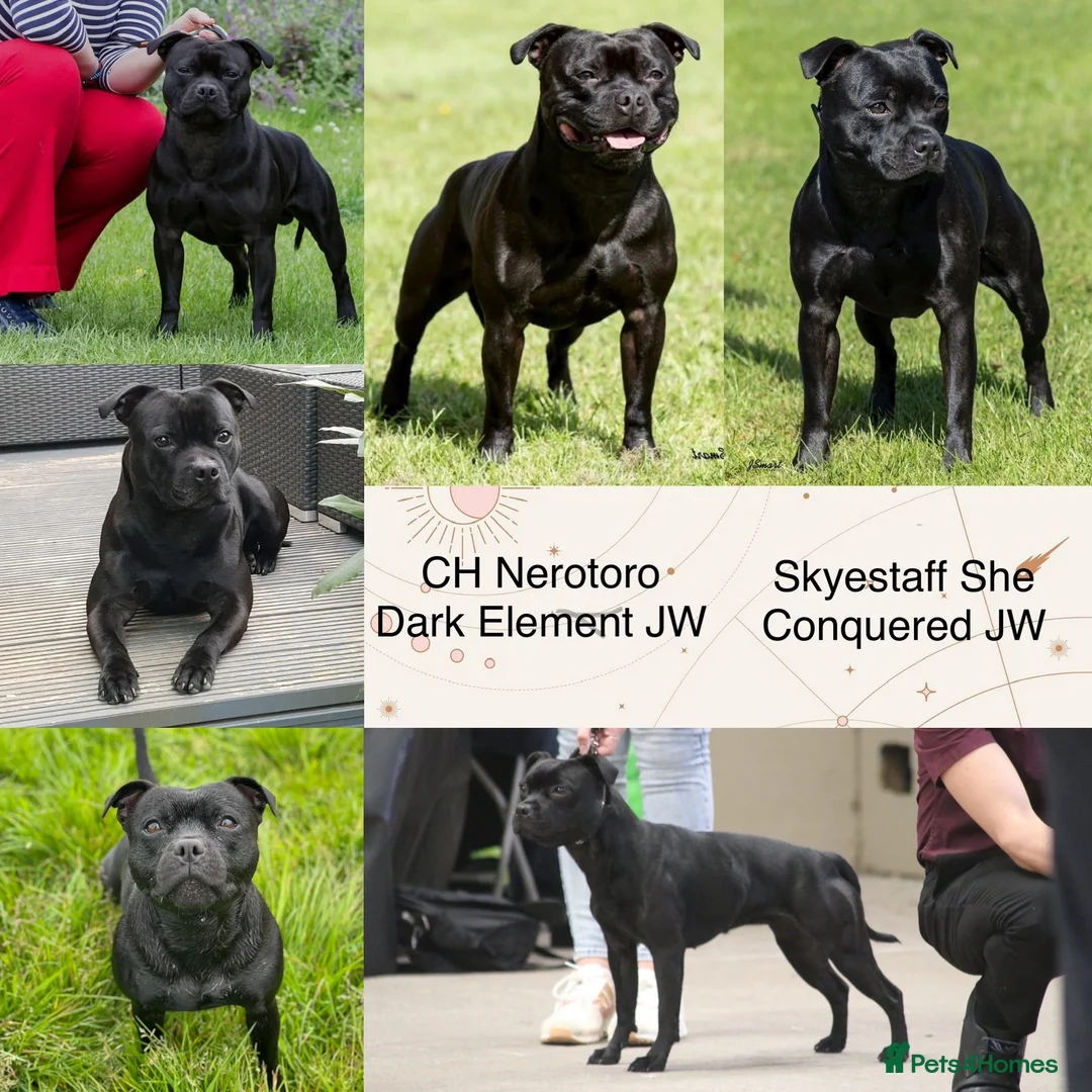 Staffordshire Bull Terrier dogs for sale: KC registered Staffordshire Bull Terrier Puppies in Axbridge - Advert 2
