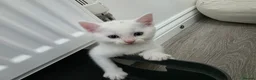 Mixed Breed cats for sale: Half turkish van kittens  - Advert 6
