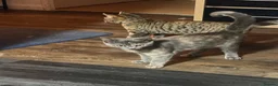 Mixed Breed cats for sale: Two beautiful girls  - Advert 5