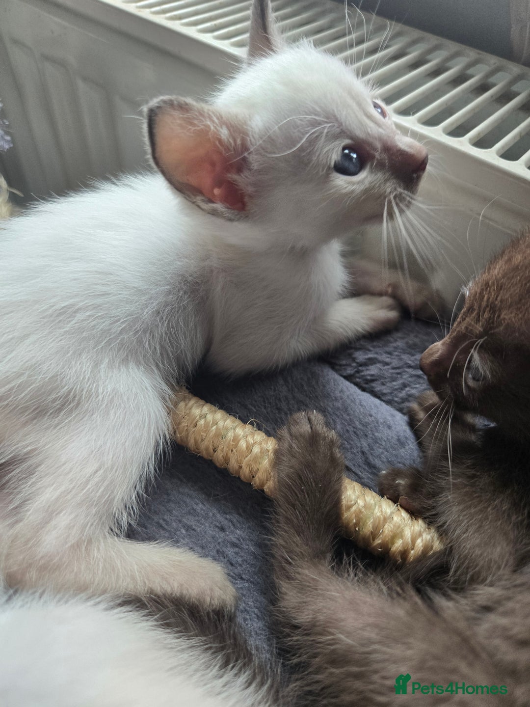 Siamese cats for sale: Only one c/point siamese little girl avaliable  - Advert 20