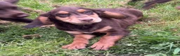 Sprocker dogs for sale: Stunning rare Sable girl :DNA clear parents - Advert 16
