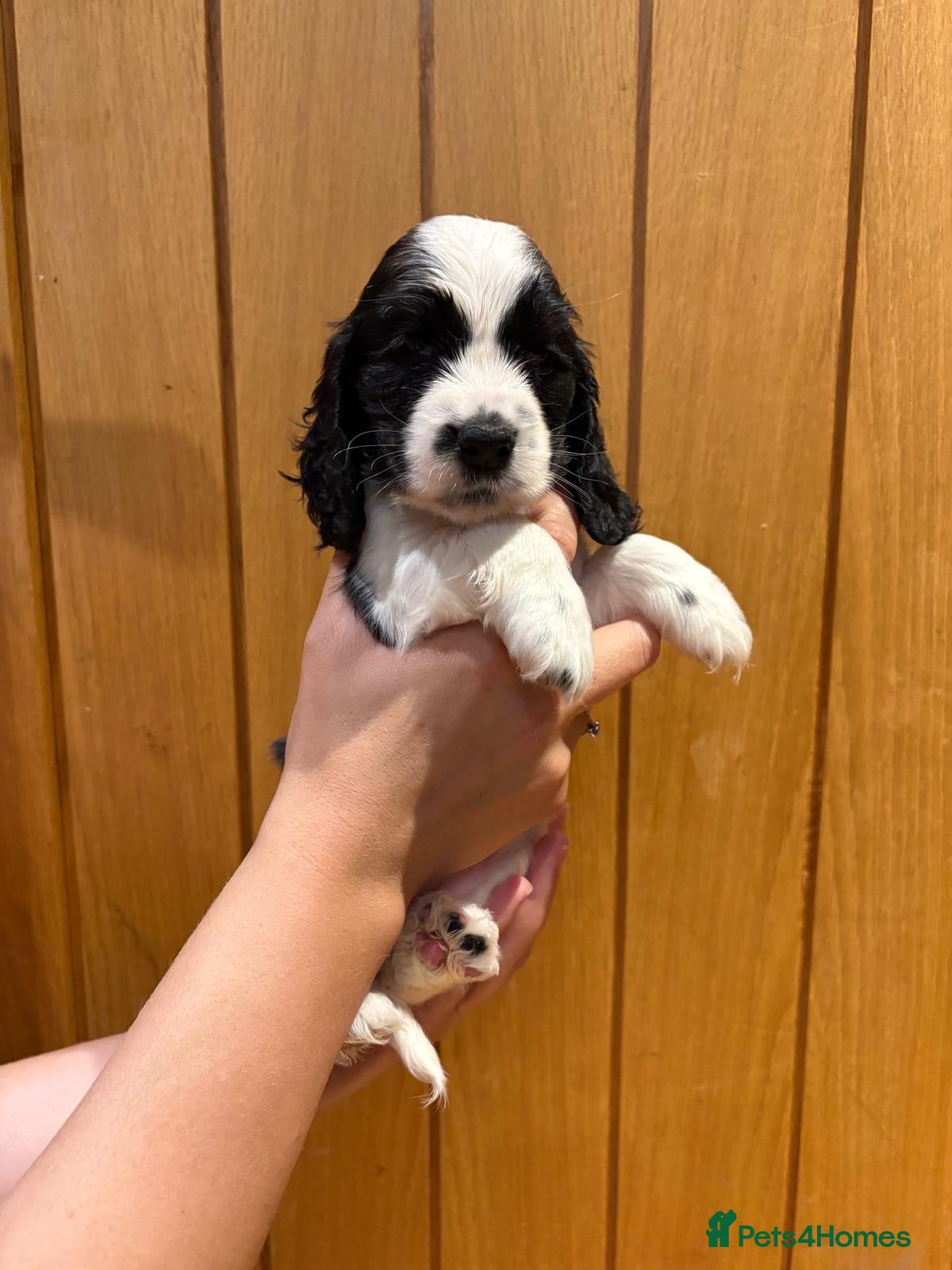 Cocker Spaniel dogs *Only 1 Show Cocker Spaniel left* - Advert 6