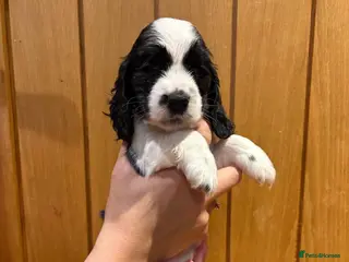 Cocker Spaniel dogs *Only 1 Show Cocker Spaniel left* - Advert 6