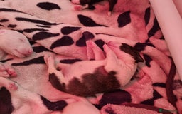 Bull Terrier dogs for sale: Bullterrier pups  - Image 17