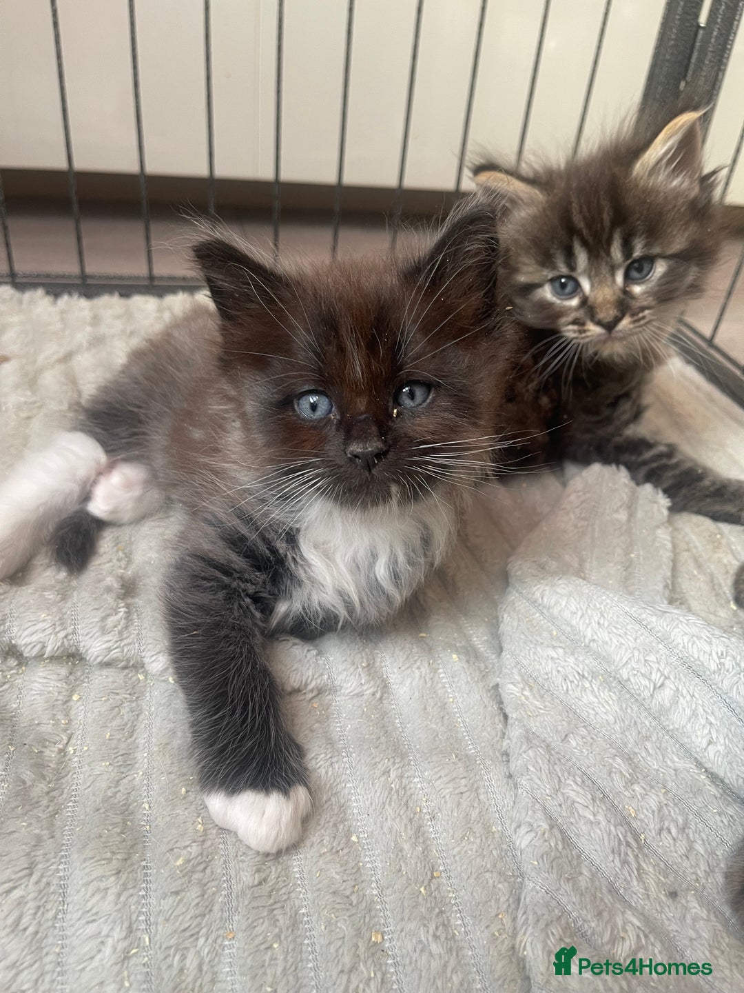 Maine Coon cats for sale: Maine coon mix - Image 4
