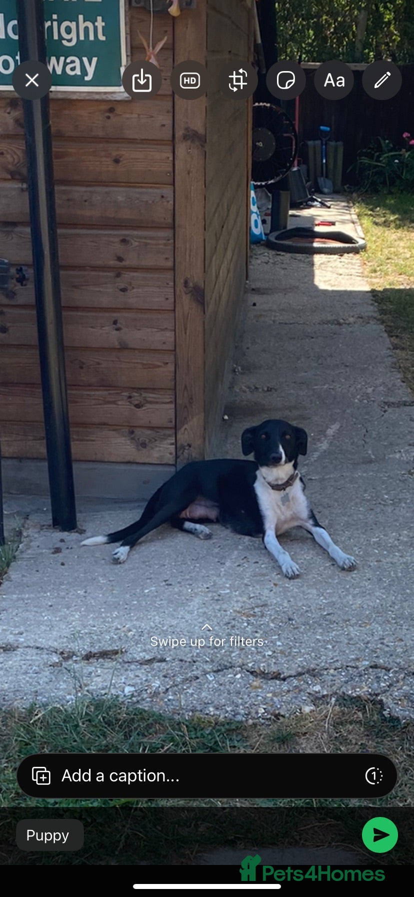 Mixed Breed dogs Gorgeous pups  - Advert 12