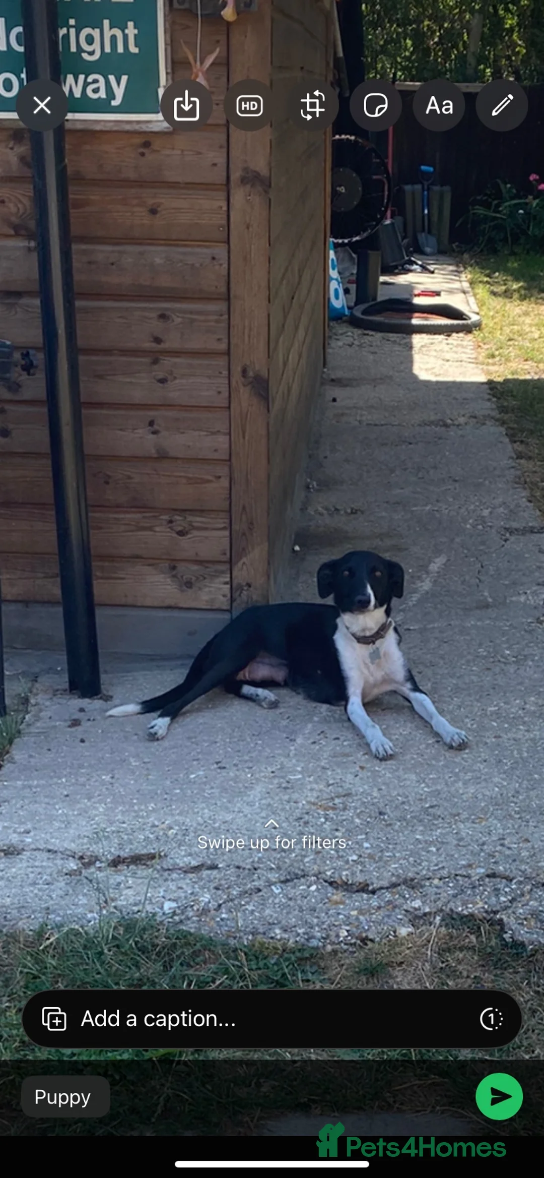 Mixed Breed dogs for sale: Gorgeous pups  in Southampton - Advert 1