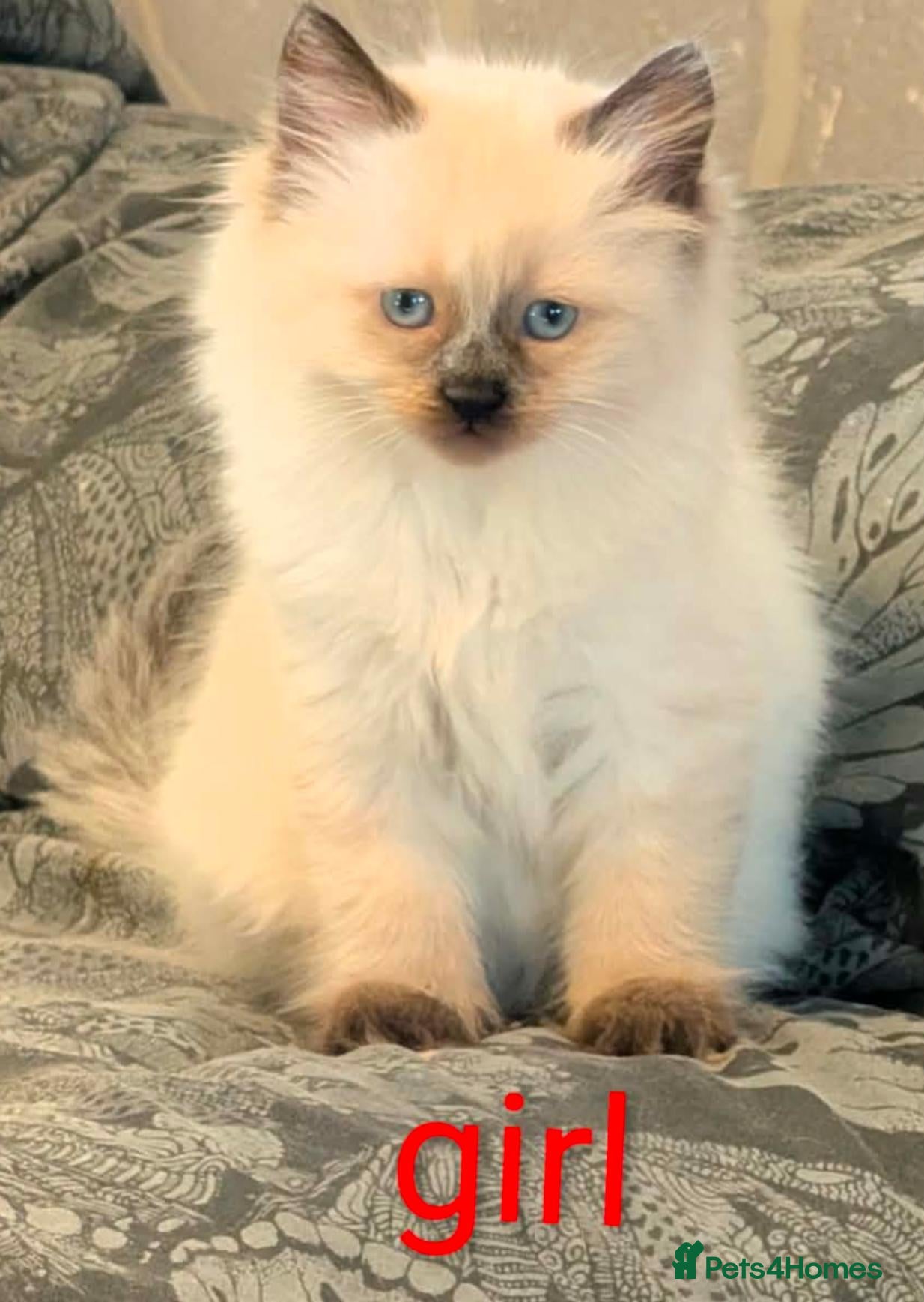 Ragcoon cats Ragdoll X Maine coon (ragcoon) - Advert 2