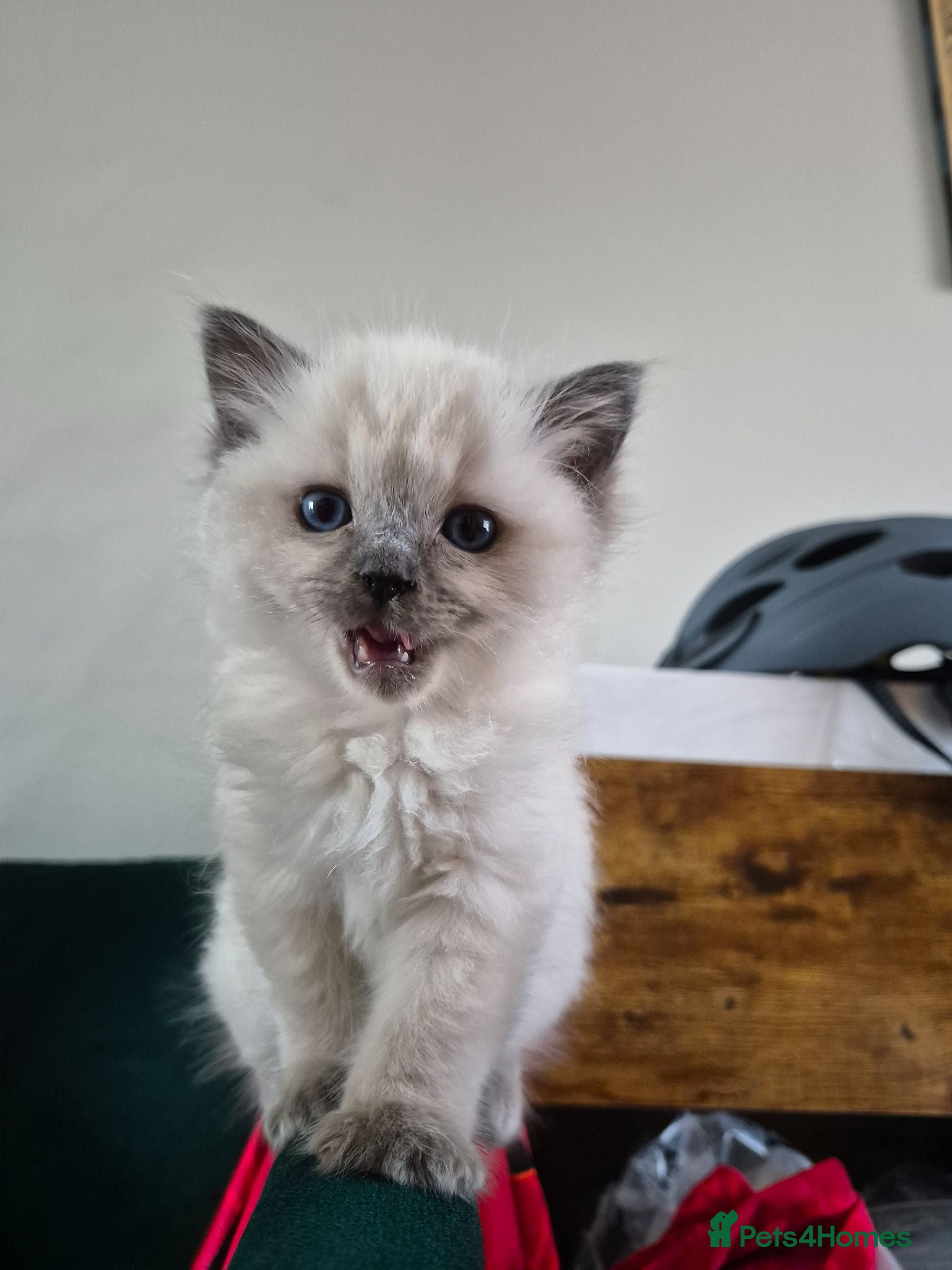 Ragdoll cats Beautiful Blue Point Ragdoll Kitten Ready Now - Advert 1