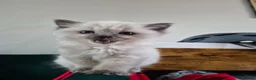 Ragdoll cats for sale: Beautiful Blue Point Ragdoll Kitten Ready Now - Advert 1