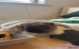 English rabbits for sale: Male and Female bunnies for sale - Image 4