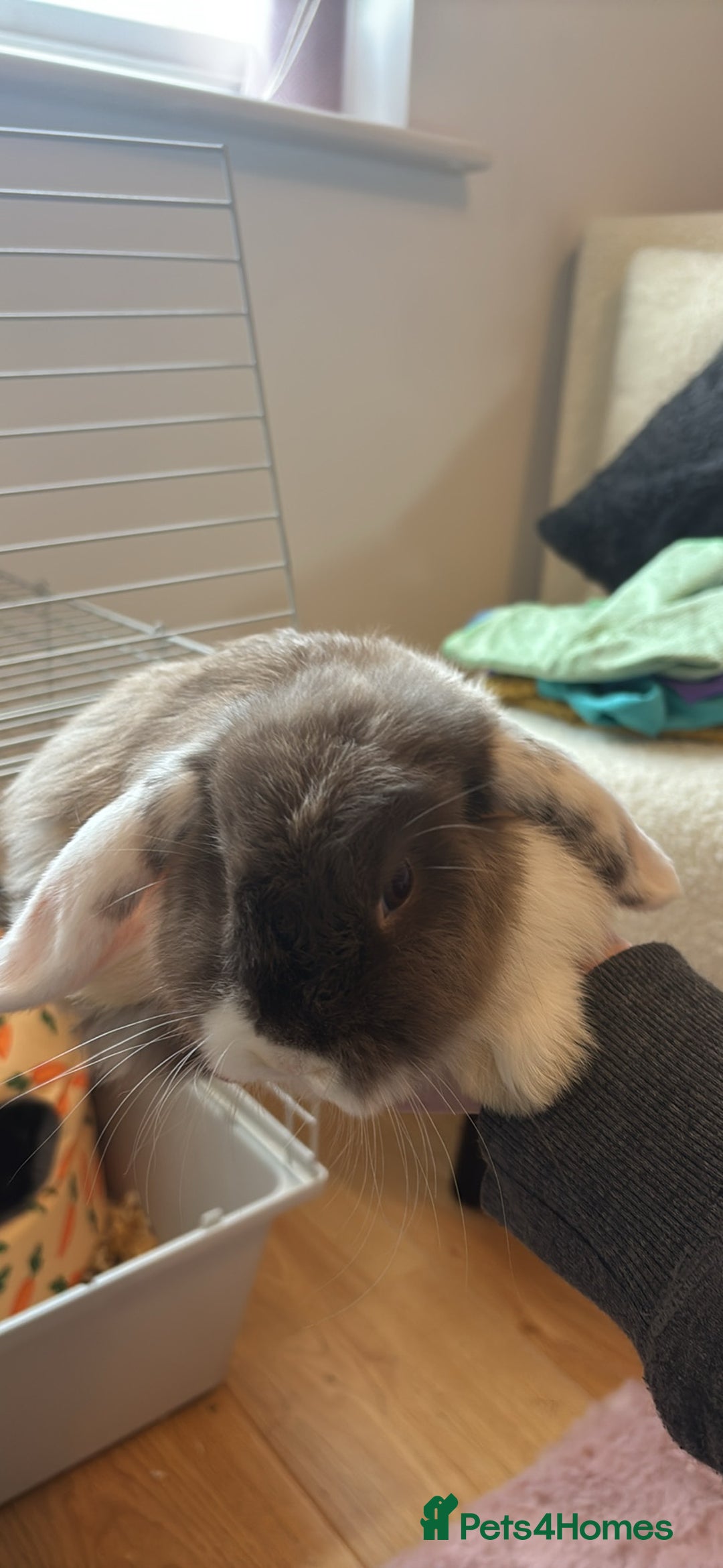 English rabbits for sale: Male and Female bunnies for sale - Image 4
