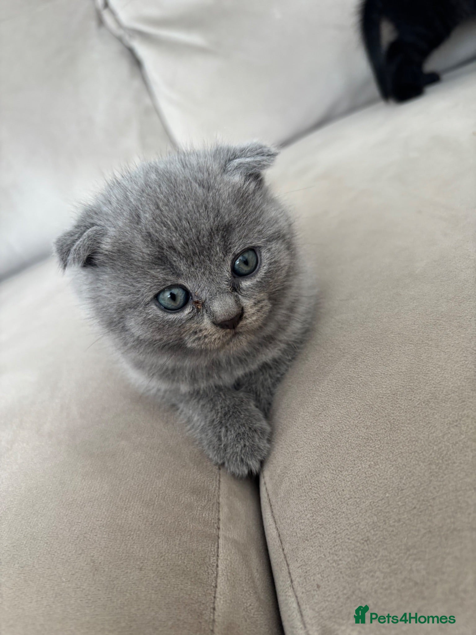 Ragdoll cats Scottish fold/Ragdoll kittens - Advert 1