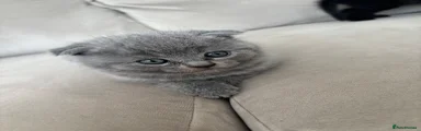 Ragdoll 1