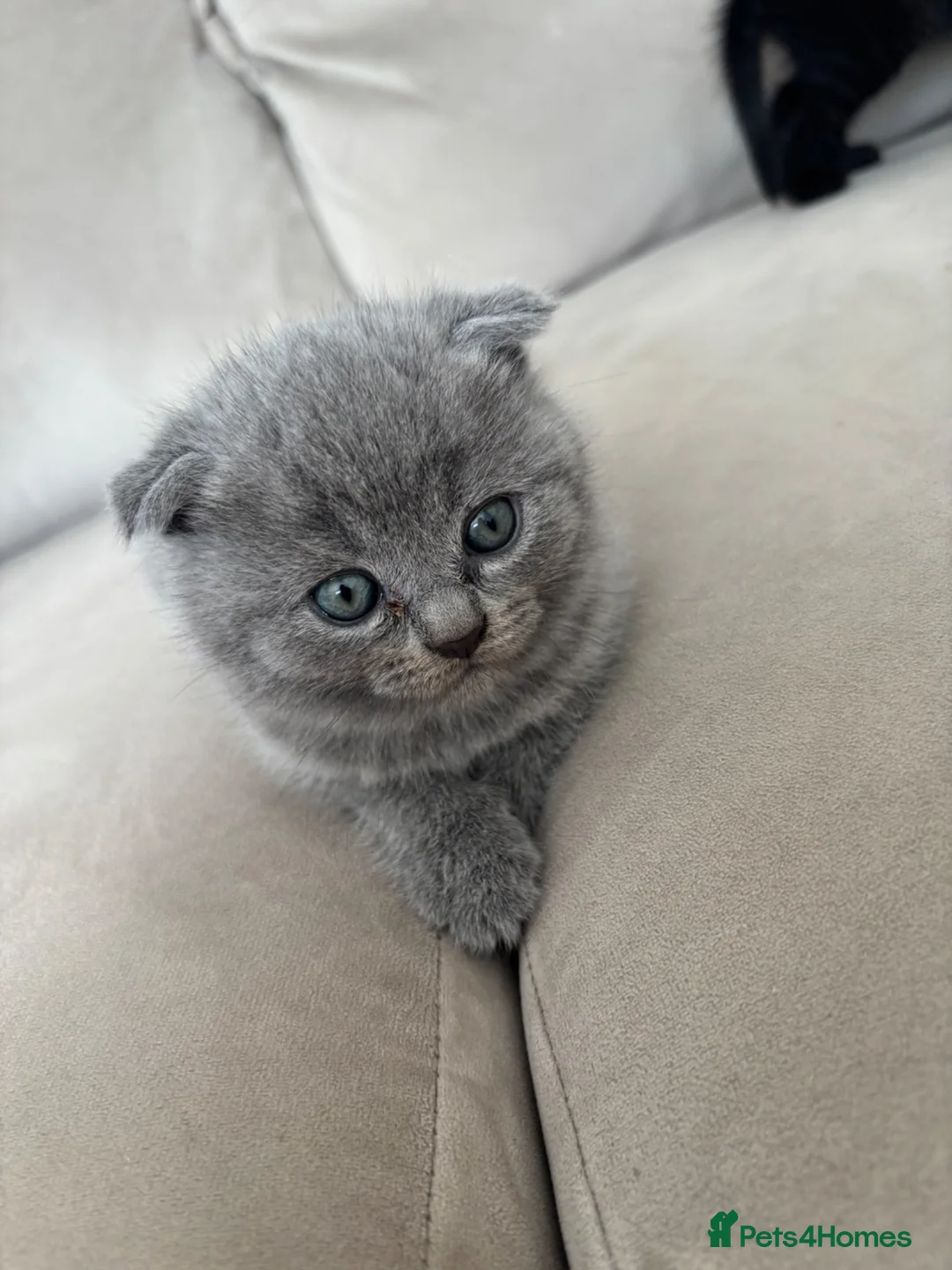 Ragdoll cats for sale: Scottish fold/Ragdoll kittens - Advert 1