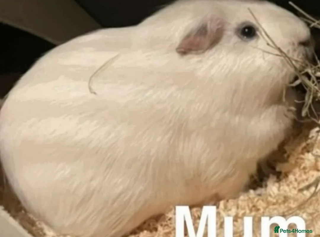 Guinea Pig rodents for sale: Gorgeous Fluffy piggies 3 x Boys - Advert 13