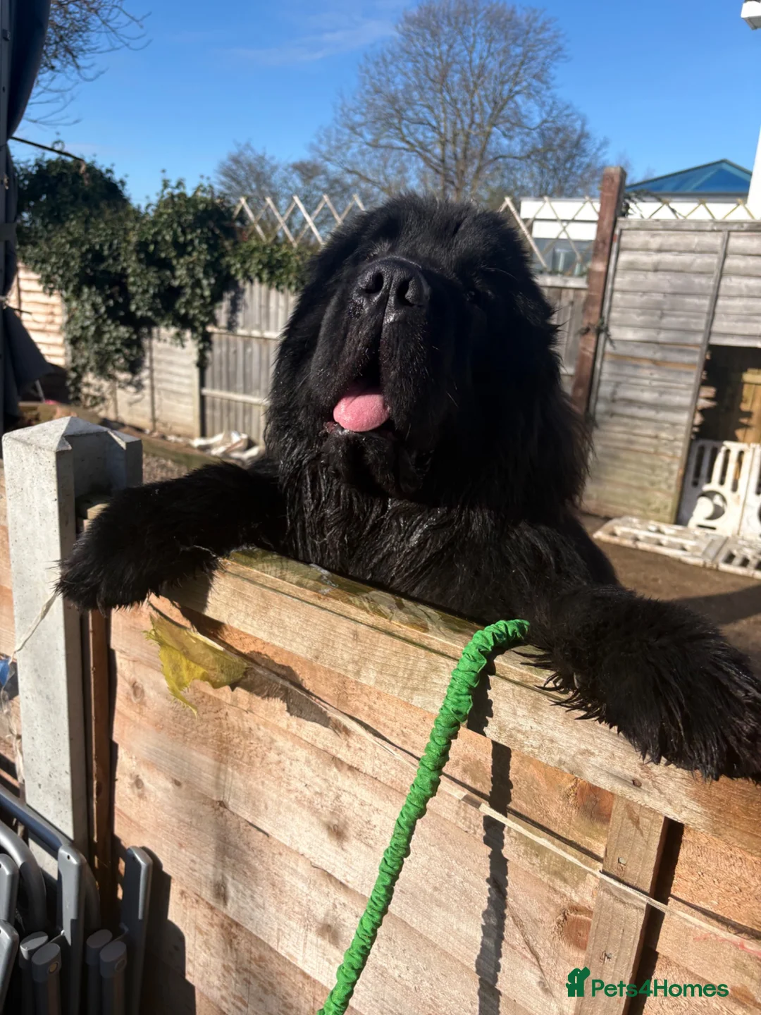 Newfoundland dogs for sale: KC REGISTERED Stunning Newfoundland Puppies in Southminster - Advert 21