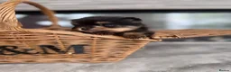 Pomeranian dogs for sale: 🫶🏽 5 BEAUTIFUL POMERANIAN PUPPIES 🫶🏽   - Advert 5