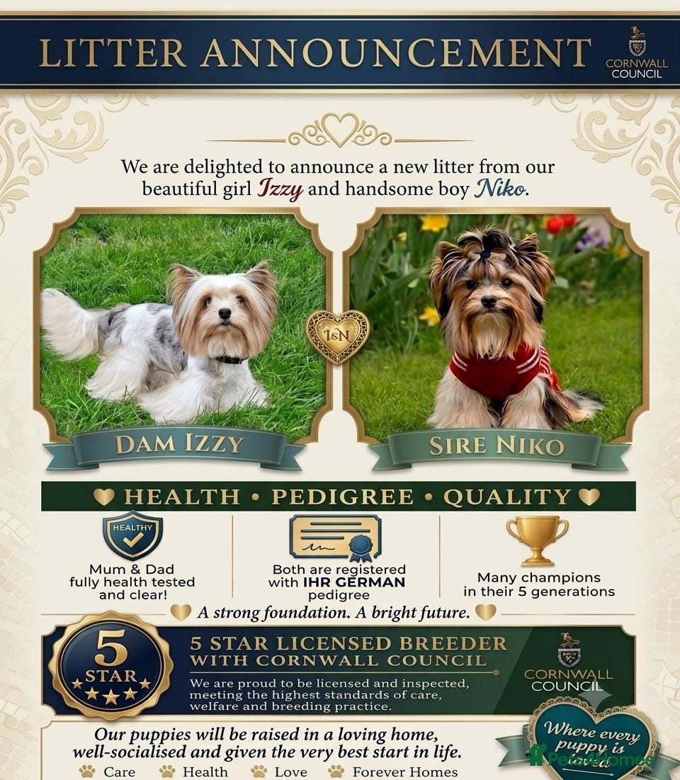Yorkshire Terrier dogs Two upcoming litters biewer terrier and Merles - Advert 1