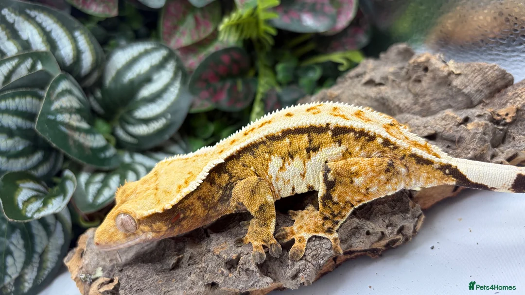 Gecko reptiles for sale: Female Crested gecko (ON HOLD) - Advert 2