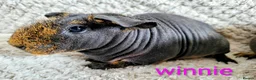 Guinea Pig rodents for sale: Skinny guinea pigs - Advert 4