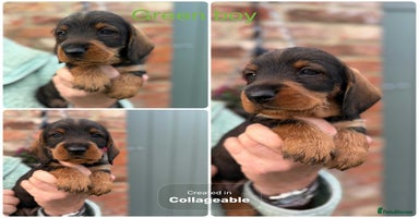 Dachshund dogs - Advert 3