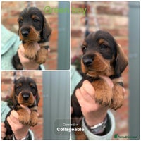 Dachshund dogs - Advert 3