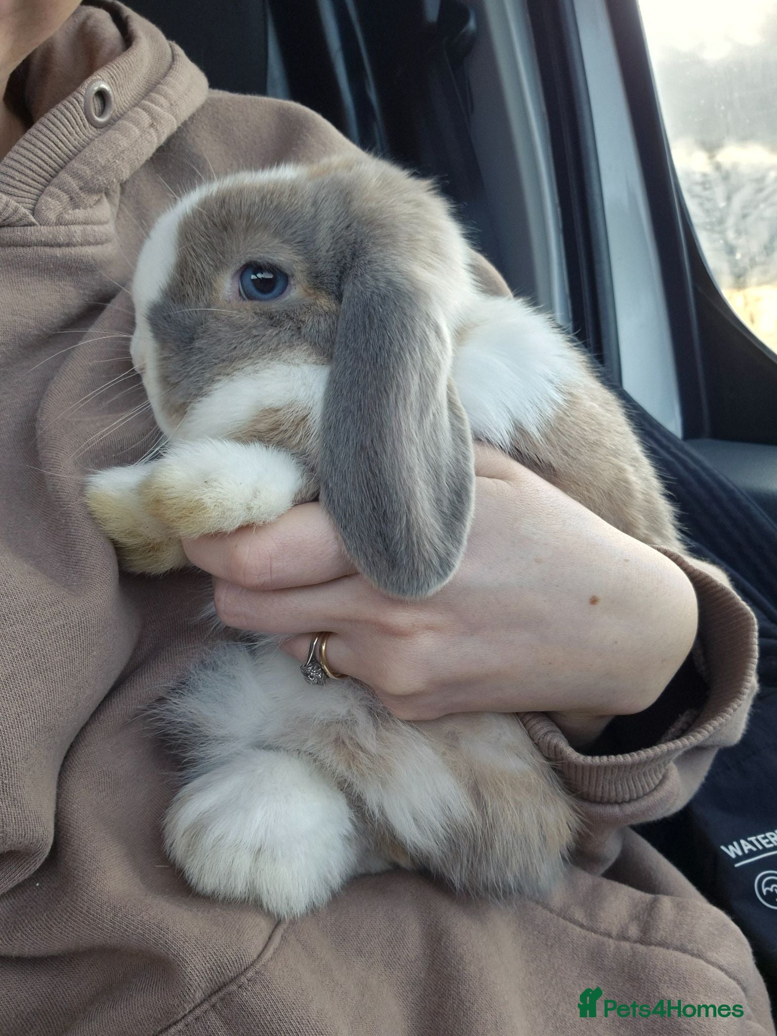 Mini Lop rabbits Beautiful Bella  - Advert 1