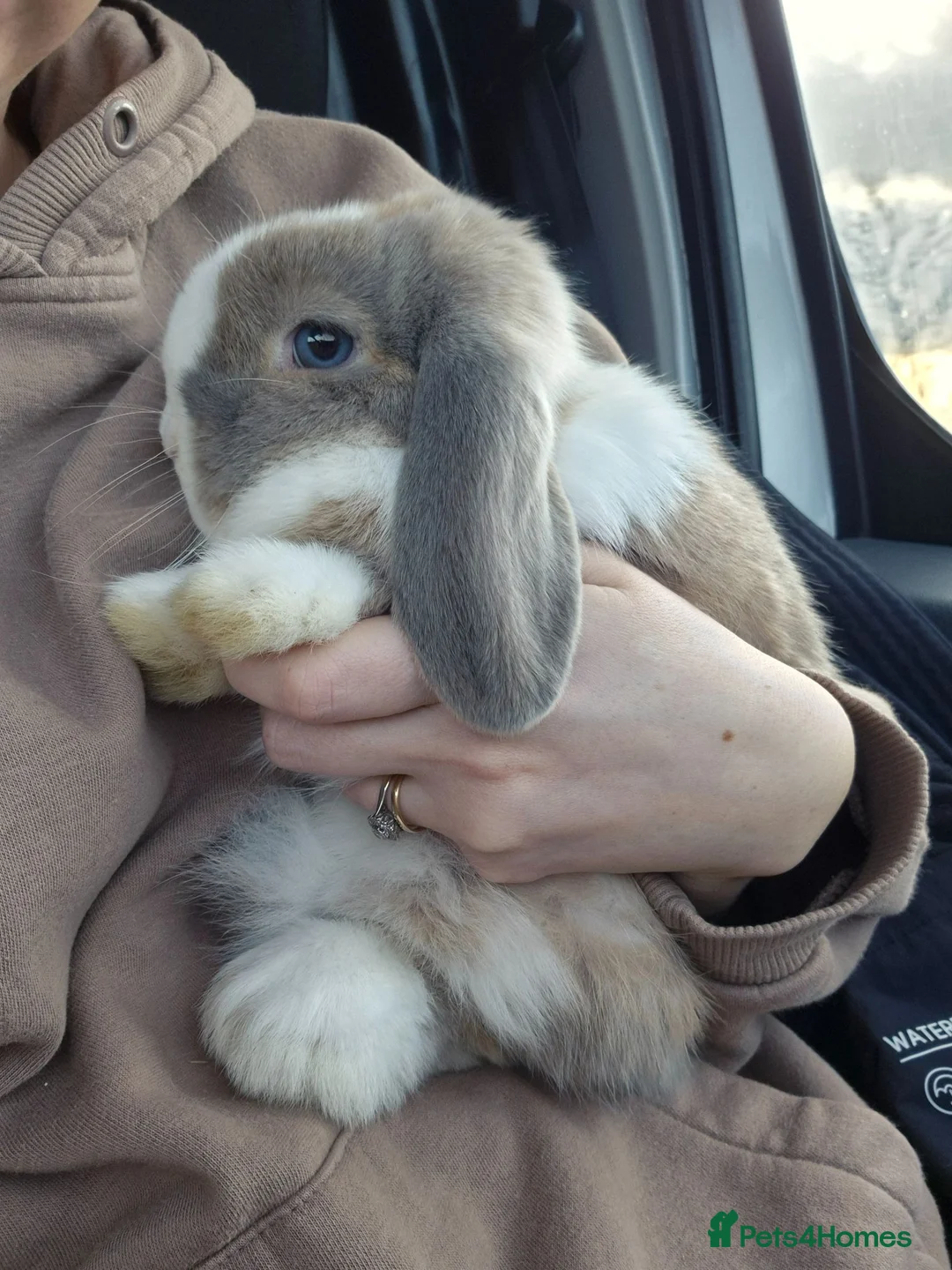 Mini Lop rabbits for sale: Beautiful Bella  - Advert 1