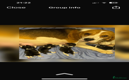 Beagle dogs for sale: Lexi  - Advert 5