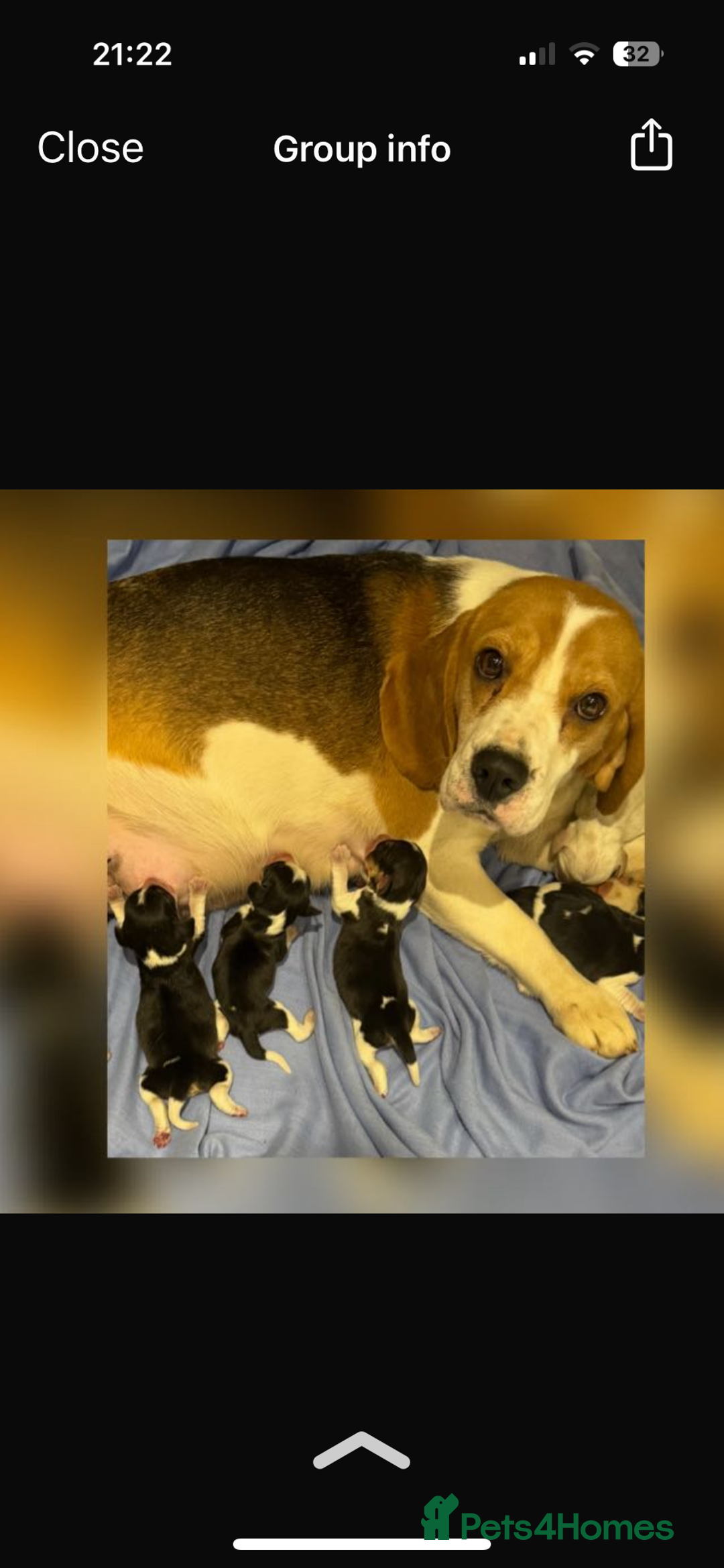 Beagle dogs for sale: Lexi  - Advert 5