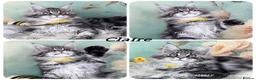 Maine Coon cats for sale: TICA registration Maine coon kittens Ready Now - Advert 6