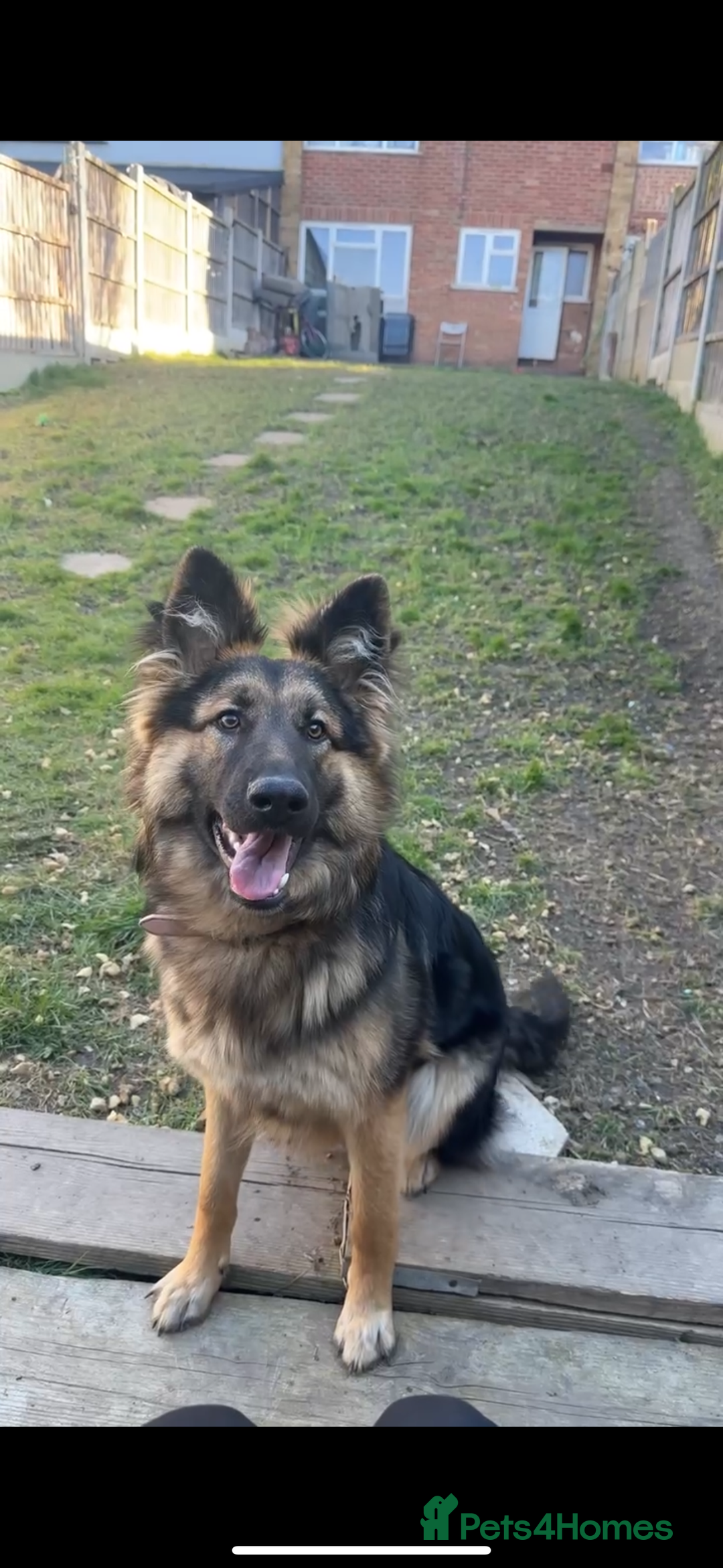 German Shepherd dogs for sale: 16 months old german shepherd  - Image 3