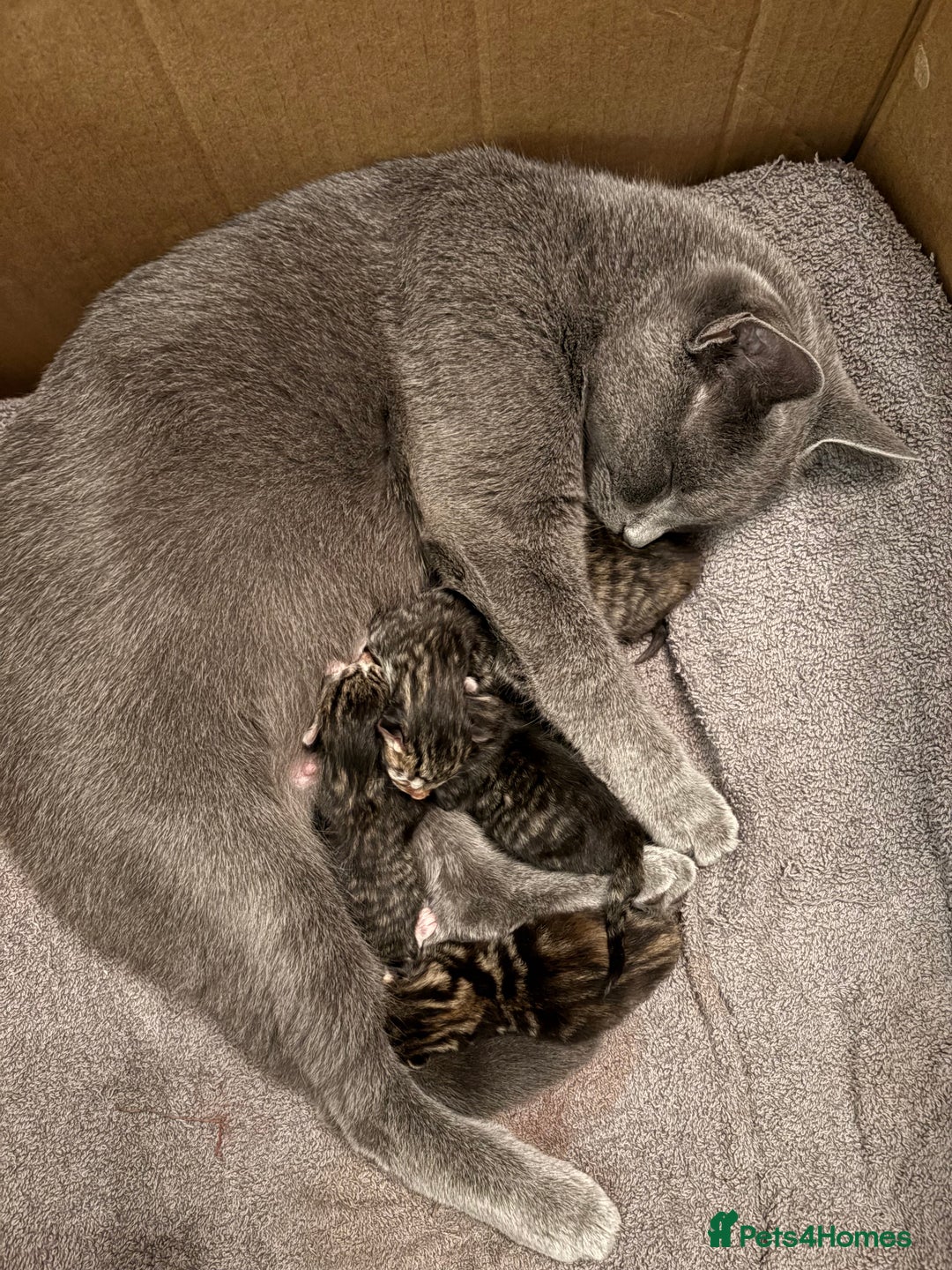 Mixed Breed cats for sale: Looking for a forever home  - Advert 1