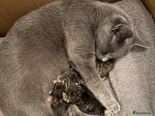 Mixed Breed cats Looking for a forever home - Advert 1