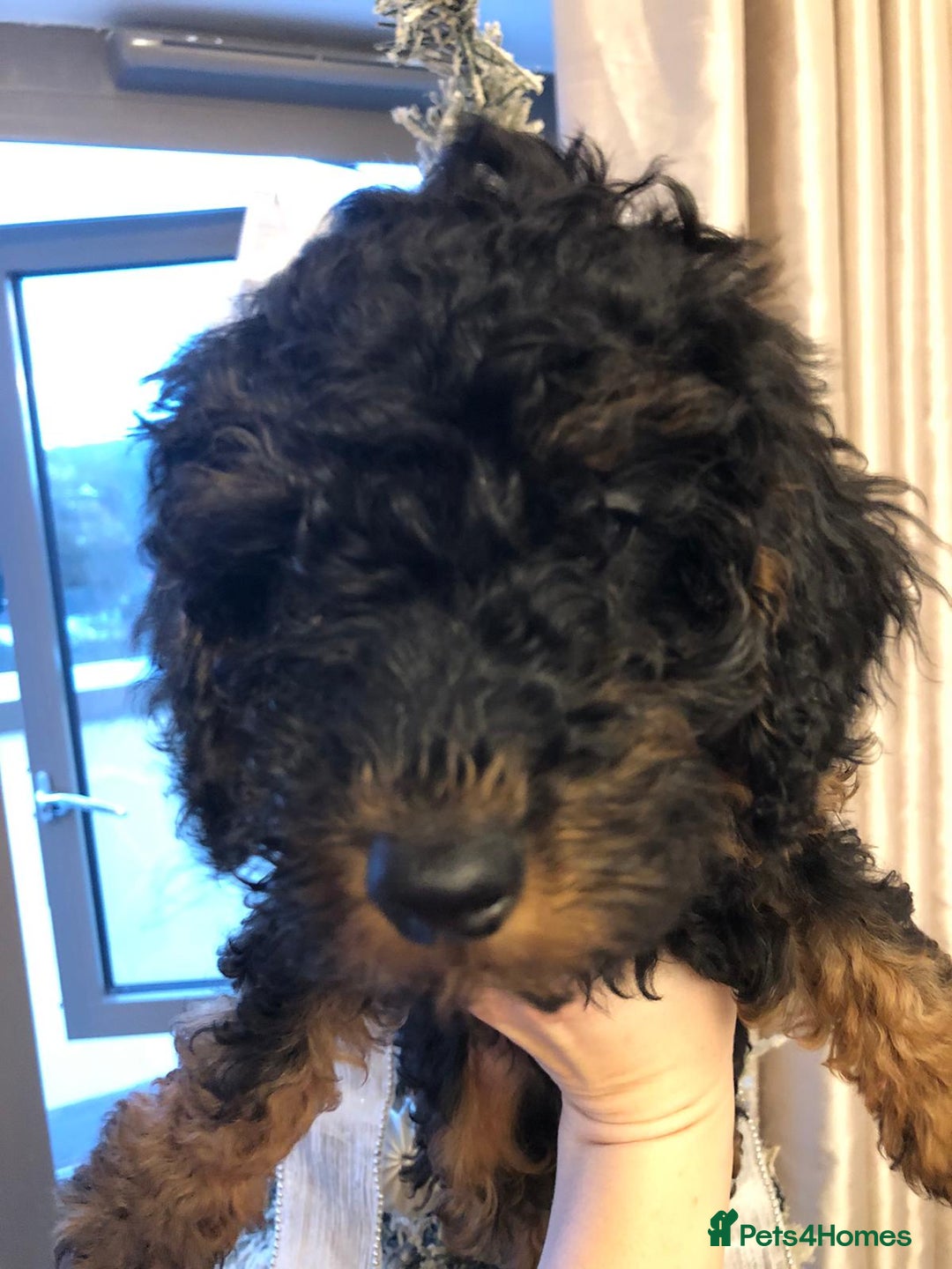 Toy Poodle dogs for sale: 5 toy poodles unique markings  - Advert 24