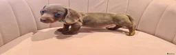 Miniature Dachshund dogs for sale: Lilac dapple daxies ready soon 3 girls 2 boys left - Advert 27