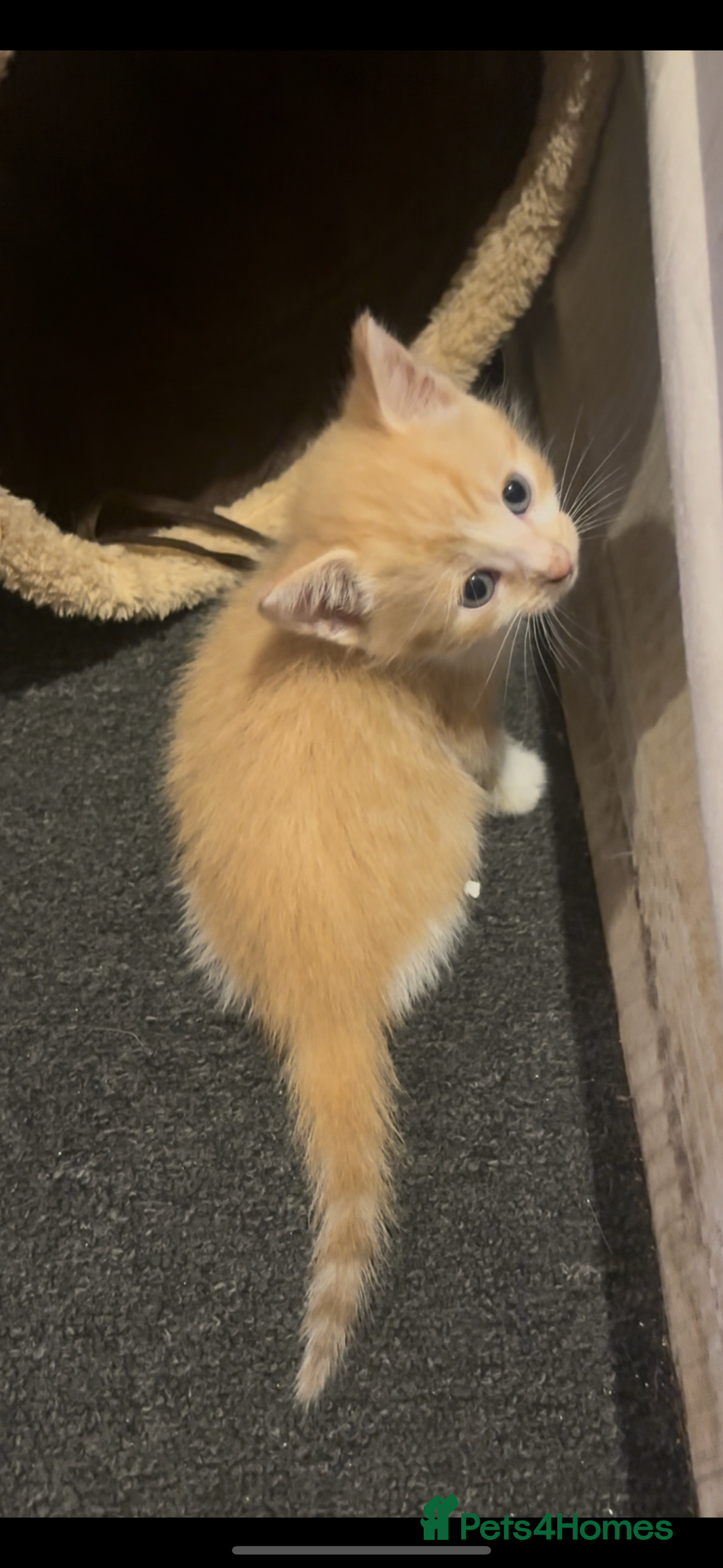 Domestic Shorthair cats for sale: 4 beautiful kittens looking for homes 🏡🥰 - Image 3